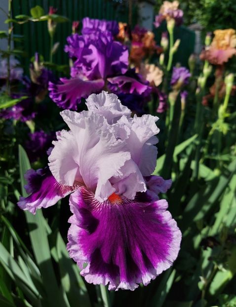  - 2024 continuare april mai