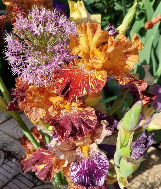  - 2024 continuare april mai