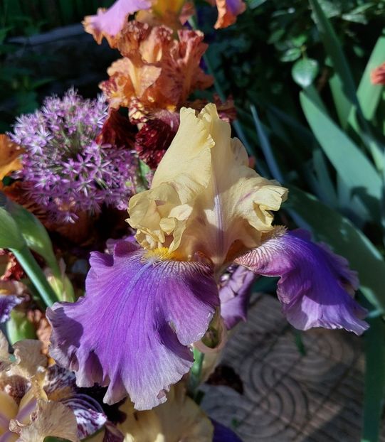  - 2024 continuare april mai