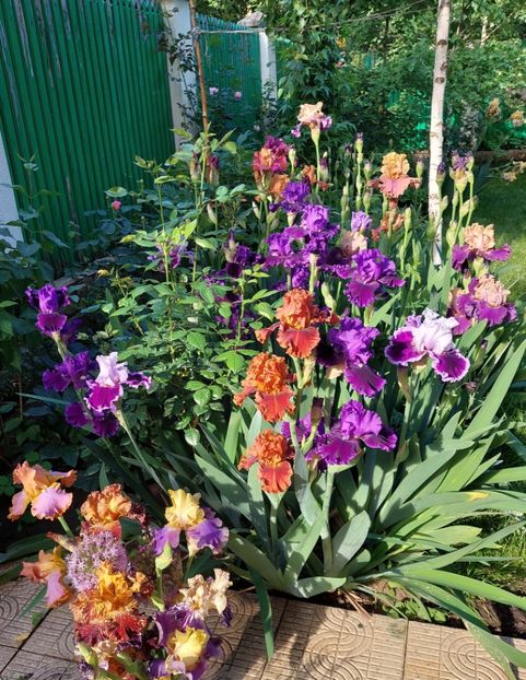  - 2024 continuare april mai