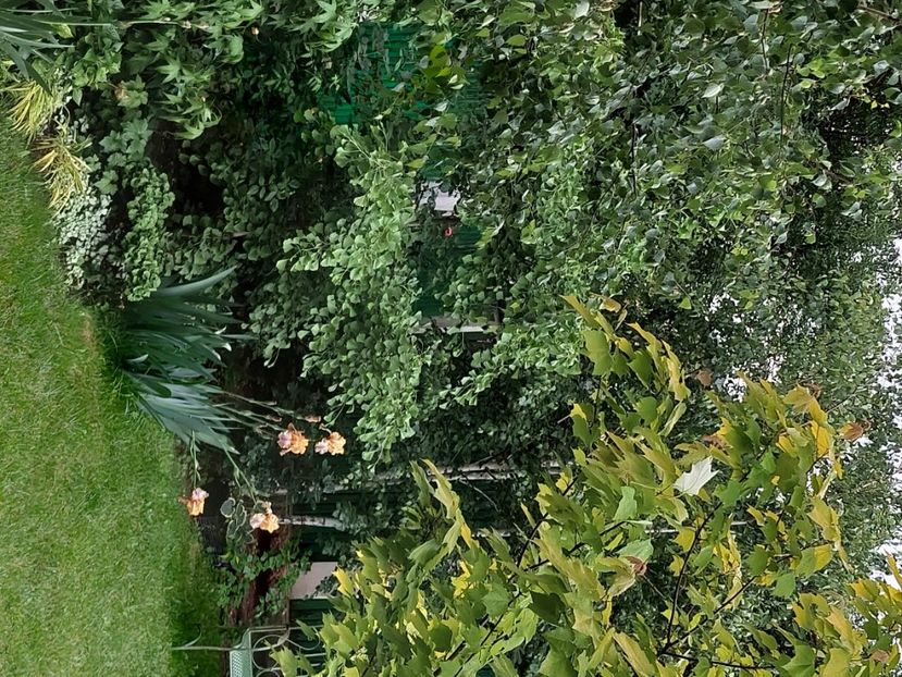  - 2024 continuare april mai