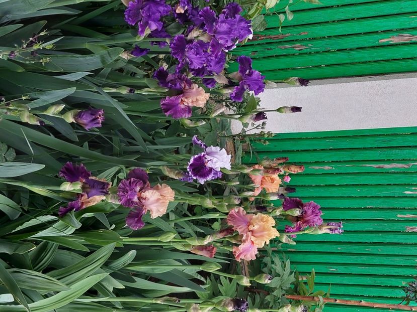  - 2024 continuare april mai