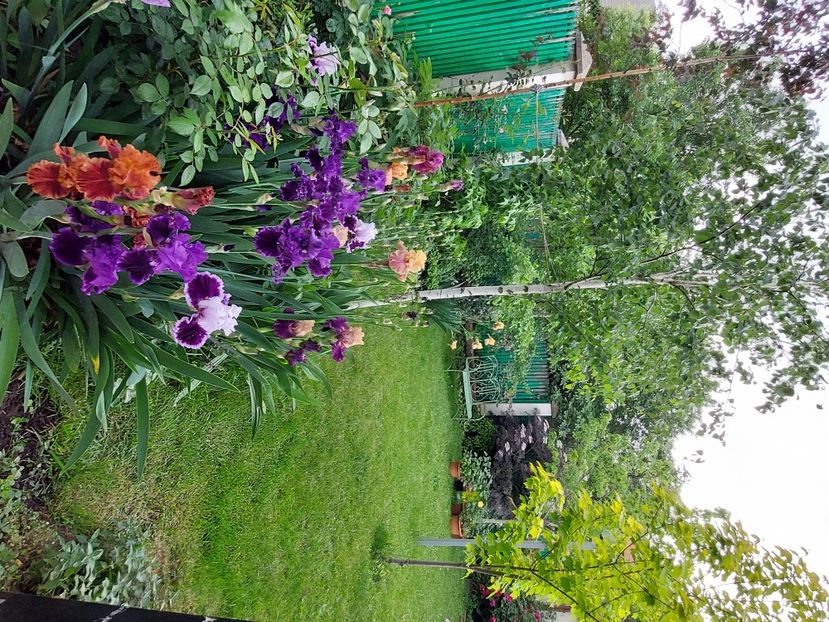  - 2024 continuare april mai