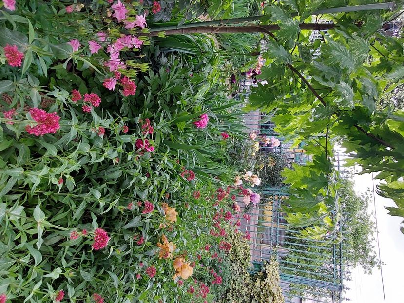  - 2024 continuare april mai