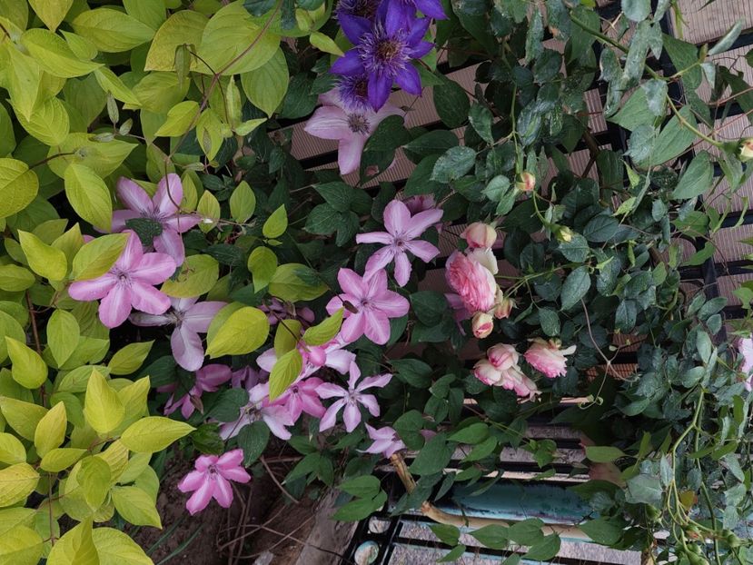  - 2024 continuare april mai