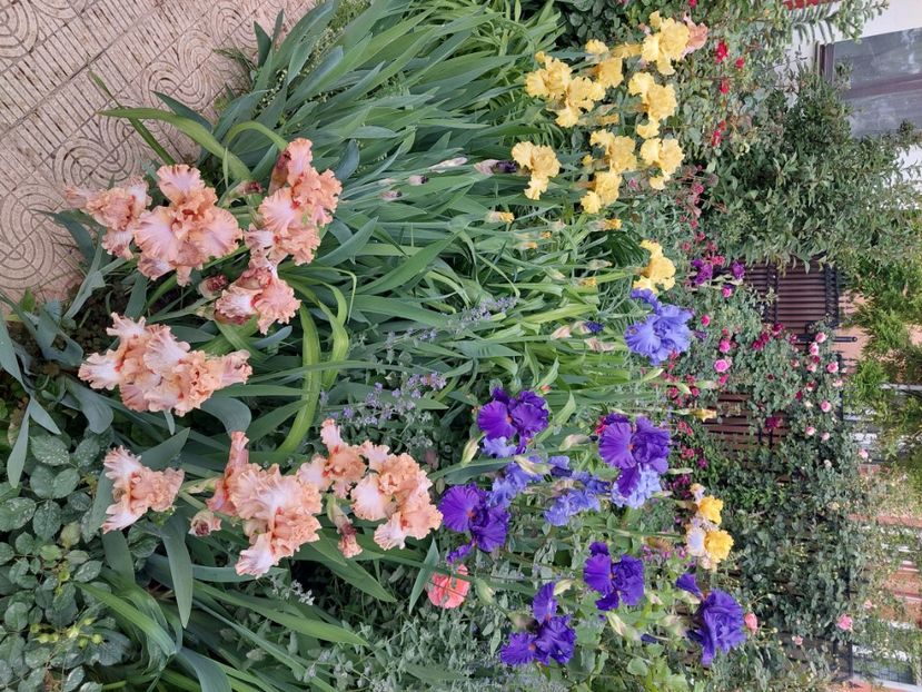  - 2024 continuare april mai