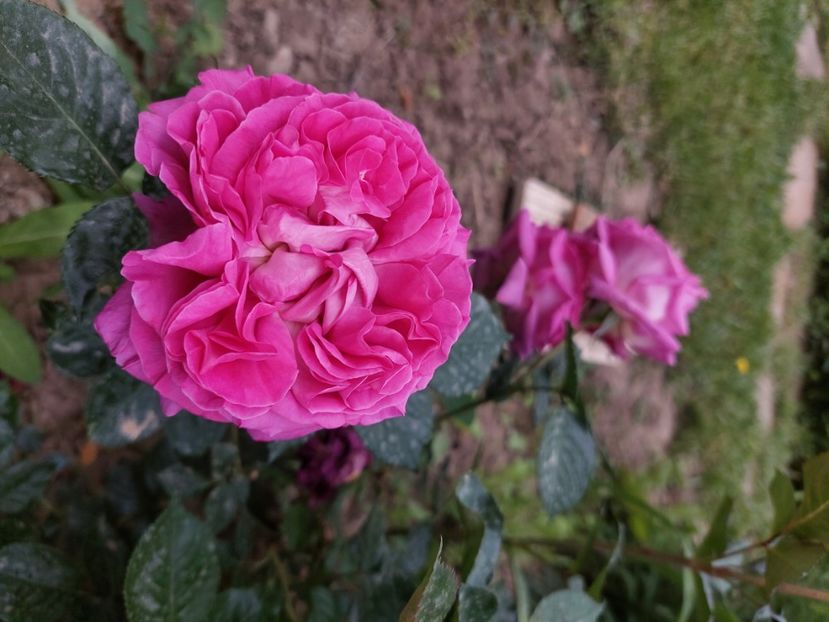  - 2024 continuare april mai