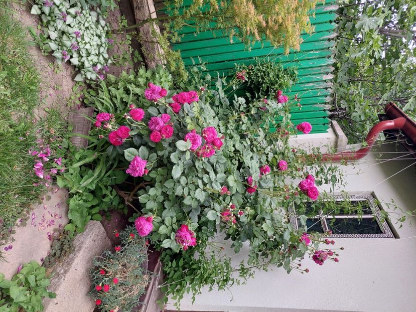  - 2024 continuare april mai