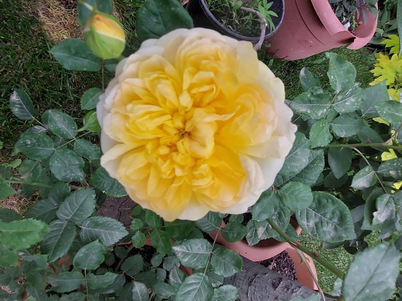  - 2024 continuare april mai