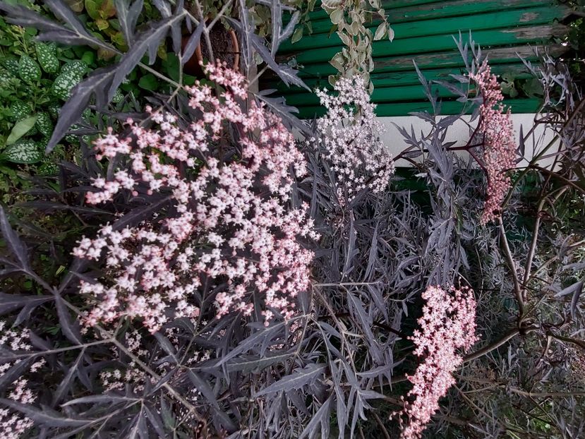  - 2024 continuare april mai