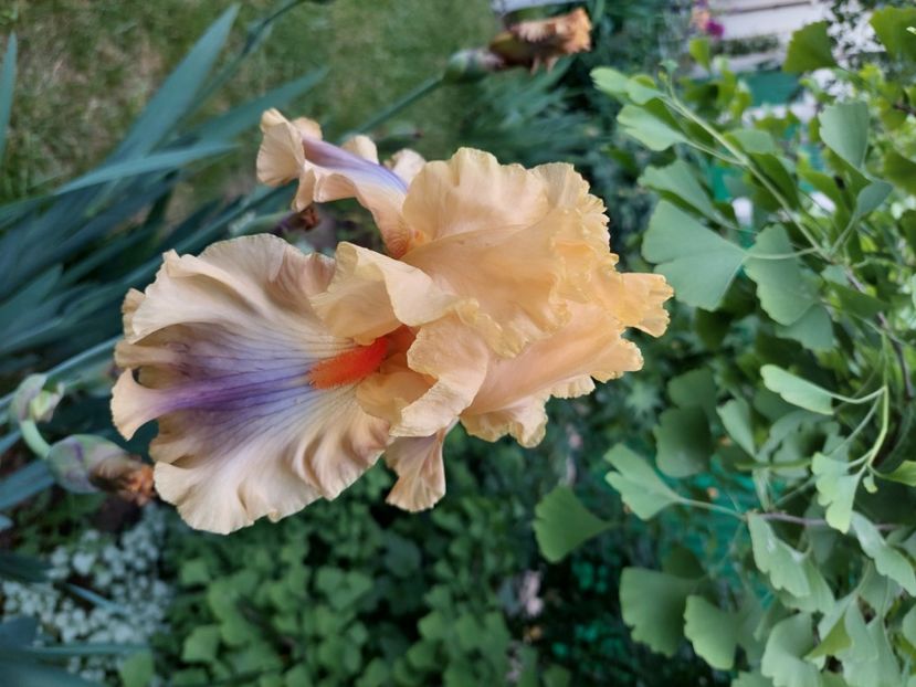  - 2024 continuare april mai