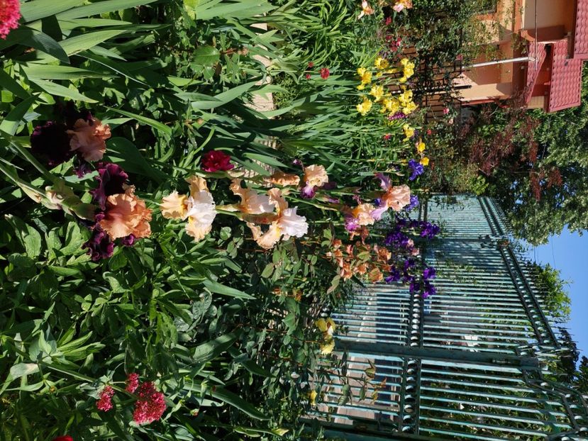  - 2024 continuare april mai