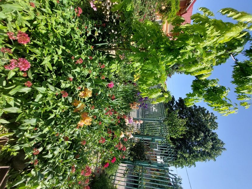  - 2024 continuare april mai