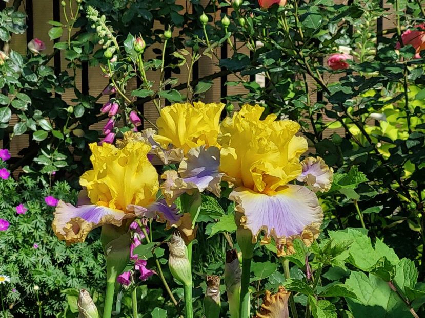  - 2024 continuare april mai