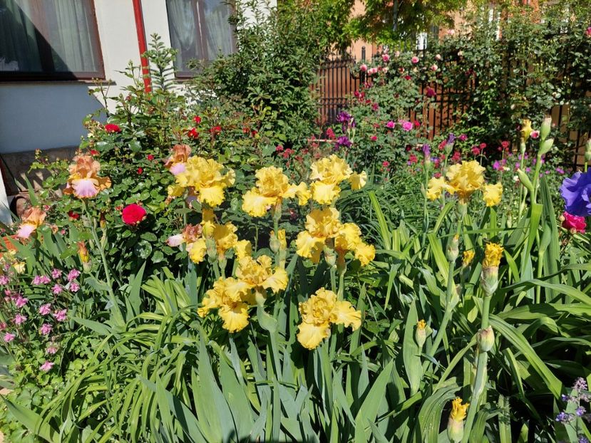  - 2024 continuare april mai