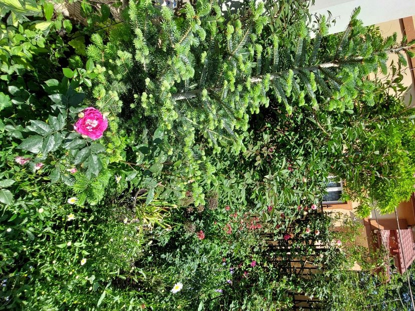  - 2024 continuare april mai