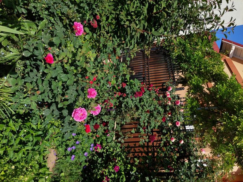  - 2024 continuare april mai