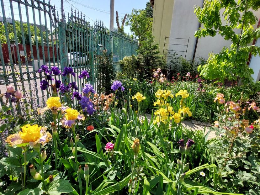  - 2024 continuare april mai