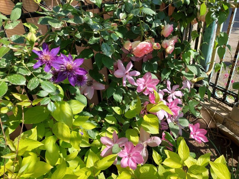  - 2024 continuare april mai