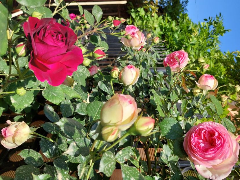  - 2024 continuare april mai