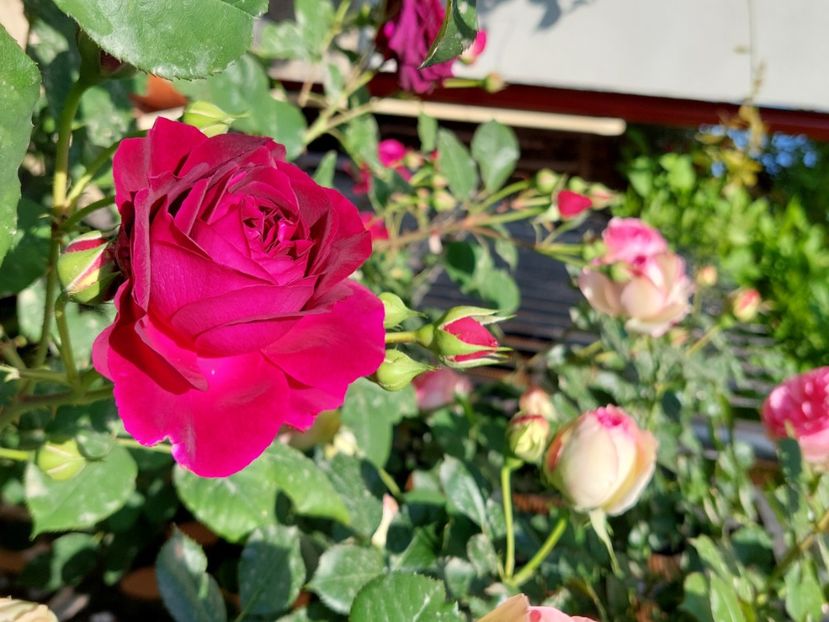  - 2024 continuare april mai