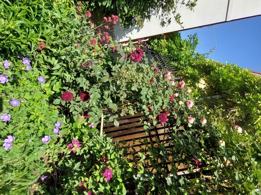  - 2024 continuare april mai