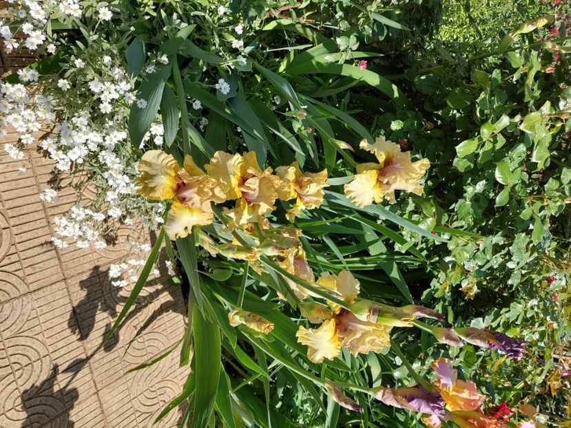  - 2024 continuare april mai