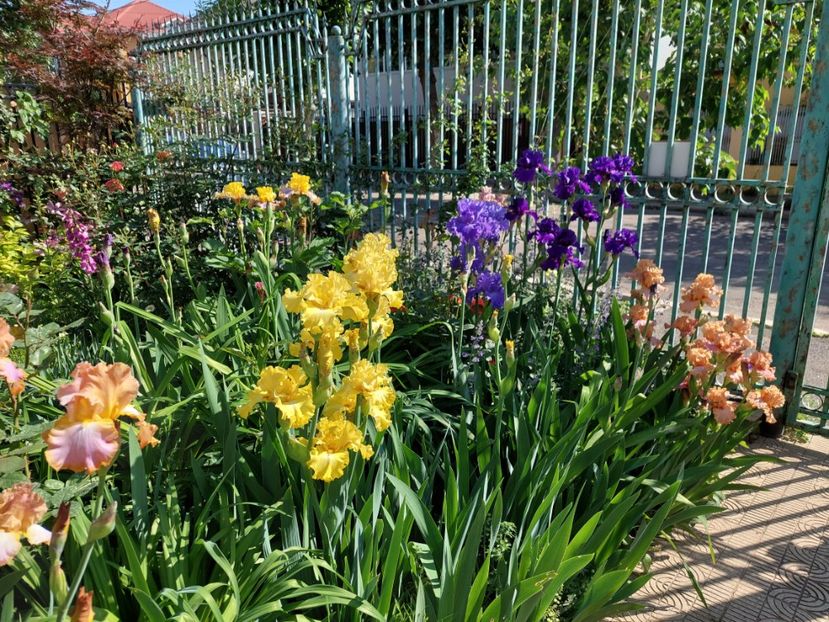  - 2024 continuare april mai