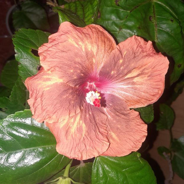  - Taiwan Devil s garden