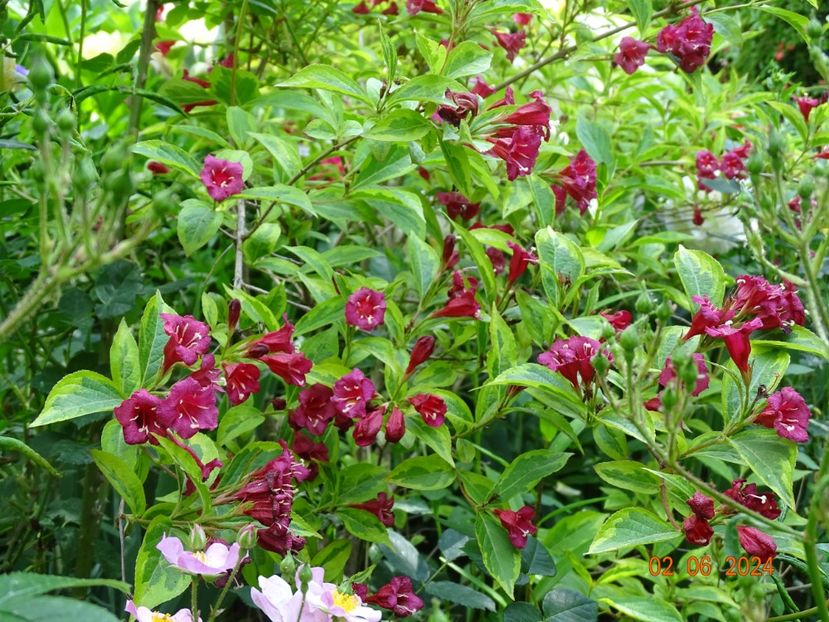  - Copacei si arbusti 2024