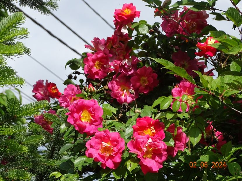  - Trandafiri 2024 C