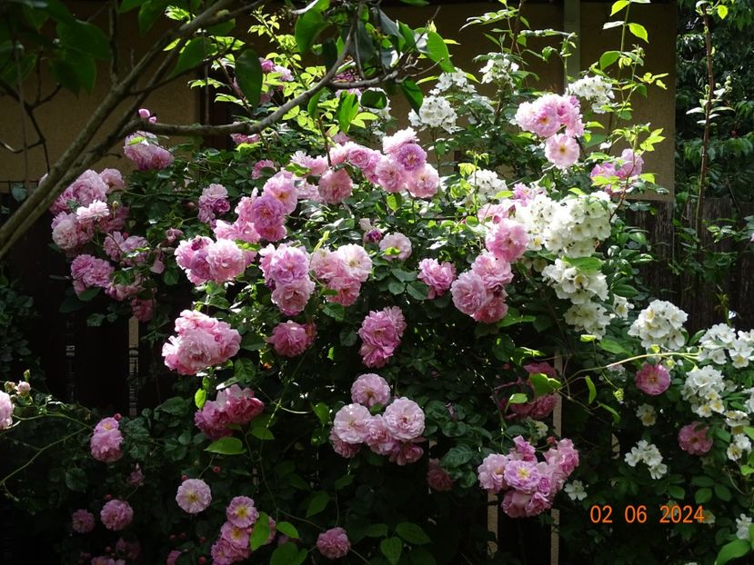  - Trandafiri 2024 C