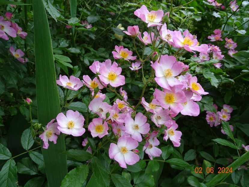  - Trandafiri 2024 C
