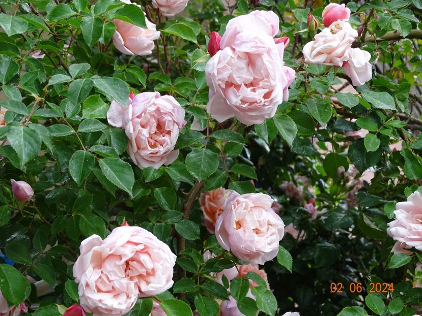  - Trandafiri 2024 C