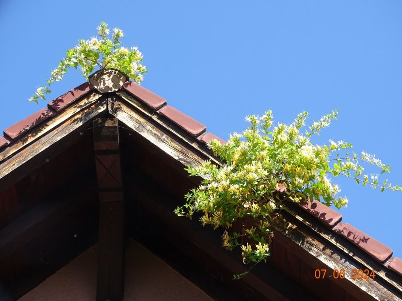  - Copacei si arbusti 2024