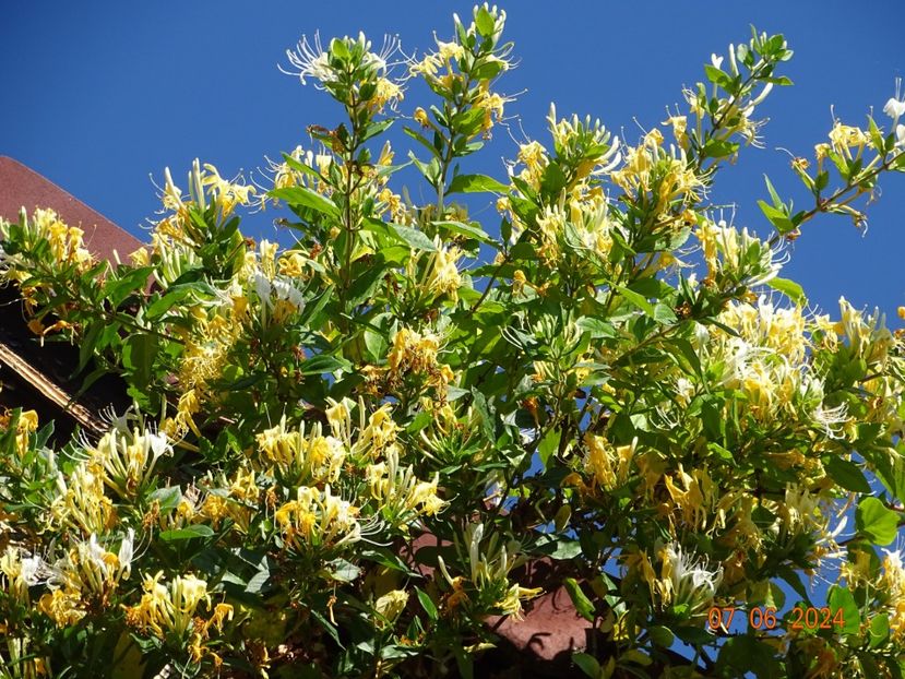  - Copacei si arbusti 2024