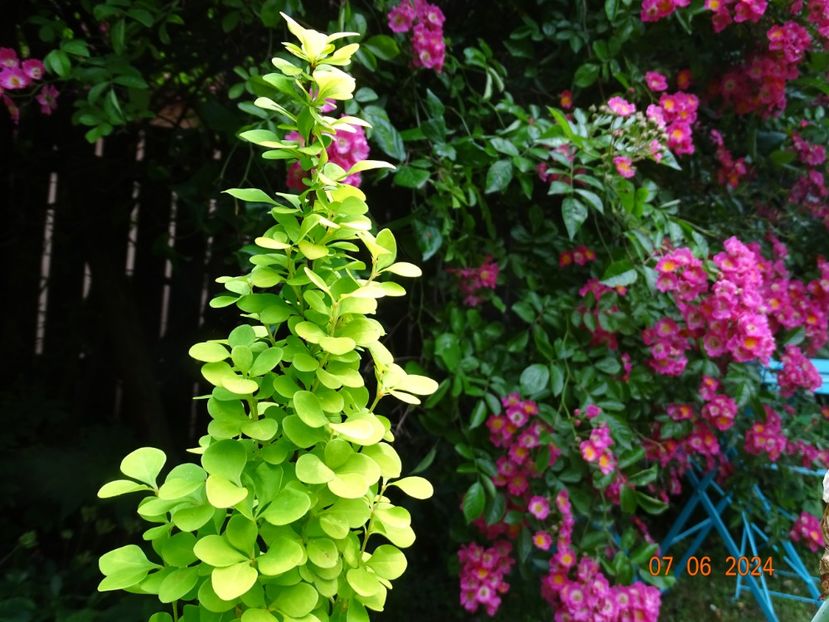  - Copacei si arbusti 2024