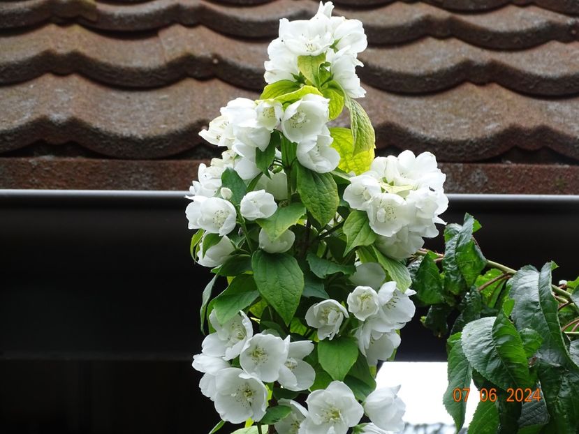  - Copacei si arbusti 2024