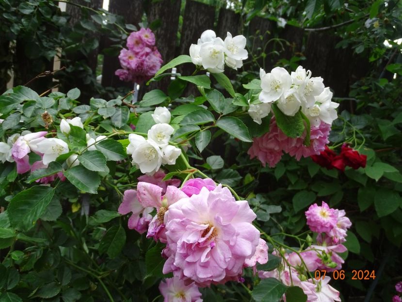 - Trandafiri 2024 C