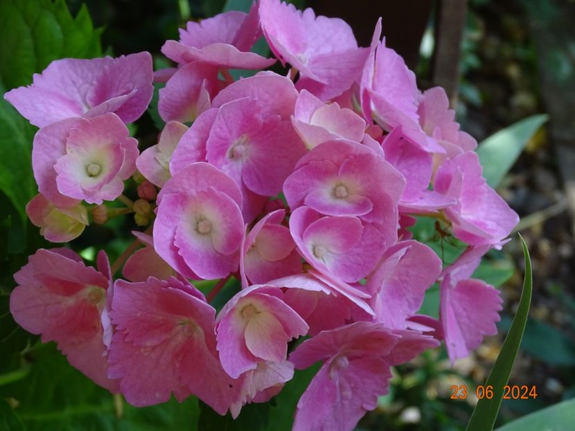  - Copacei si arbusti 2024