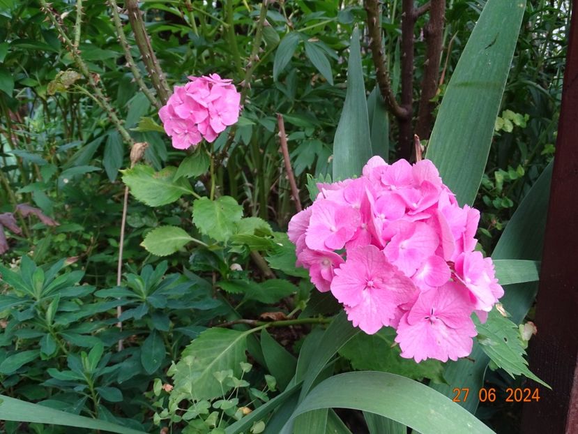  - Copacei si arbusti 2024