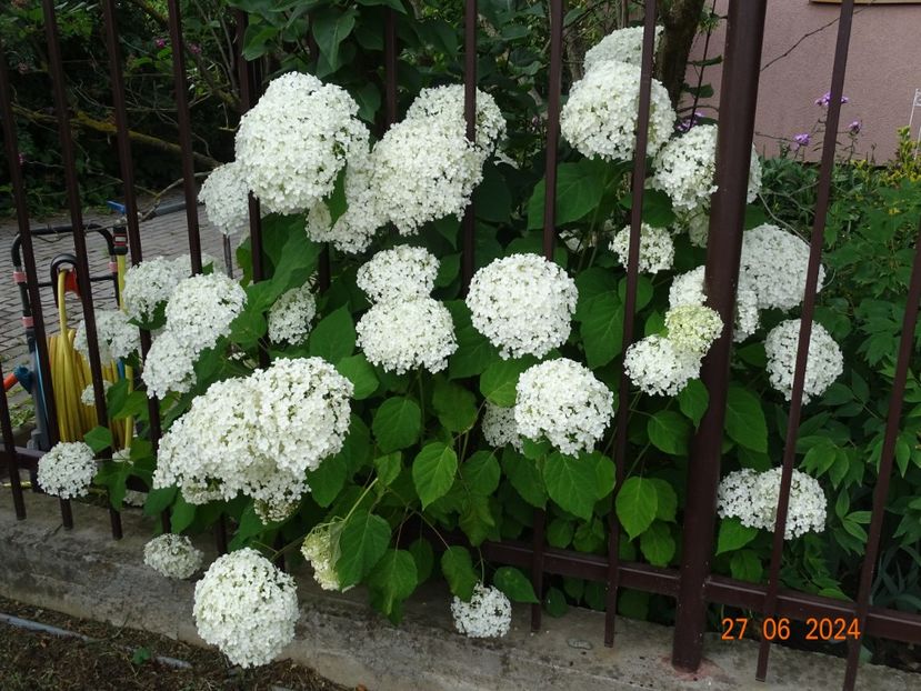  - Copacei si arbusti 2024