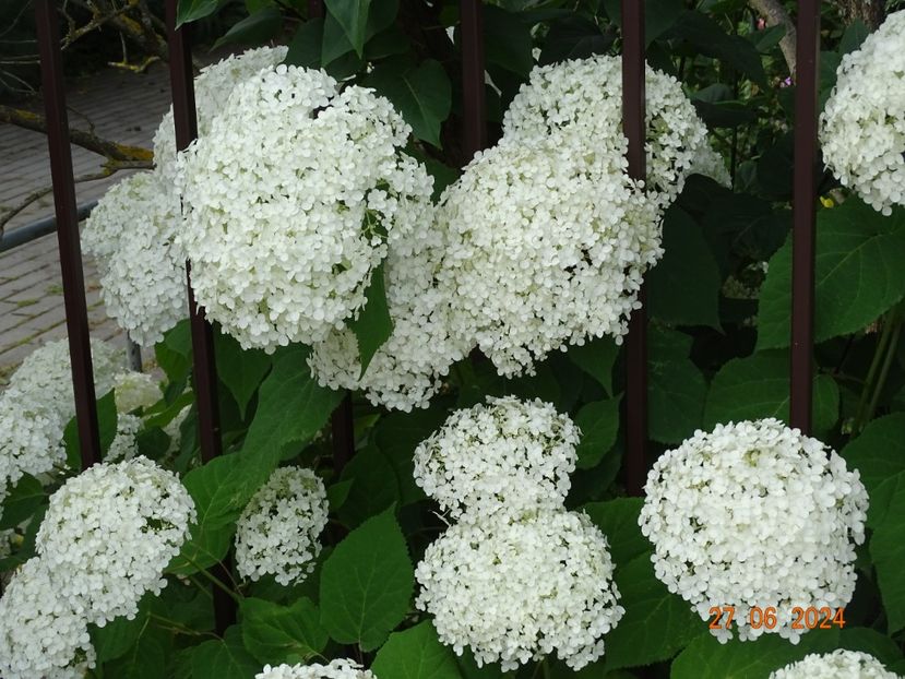  - Copacei si arbusti 2024