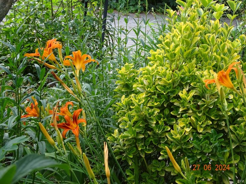  - Copacei si arbusti 2024