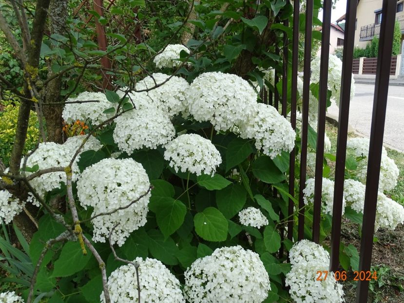  - Copacei si arbusti 2024