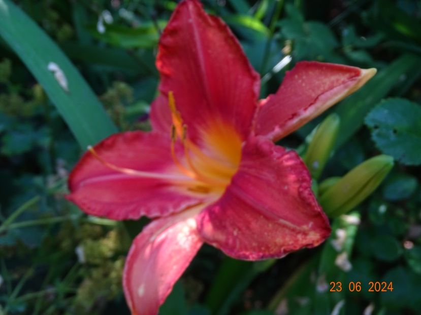  - Hemerocallis 2024