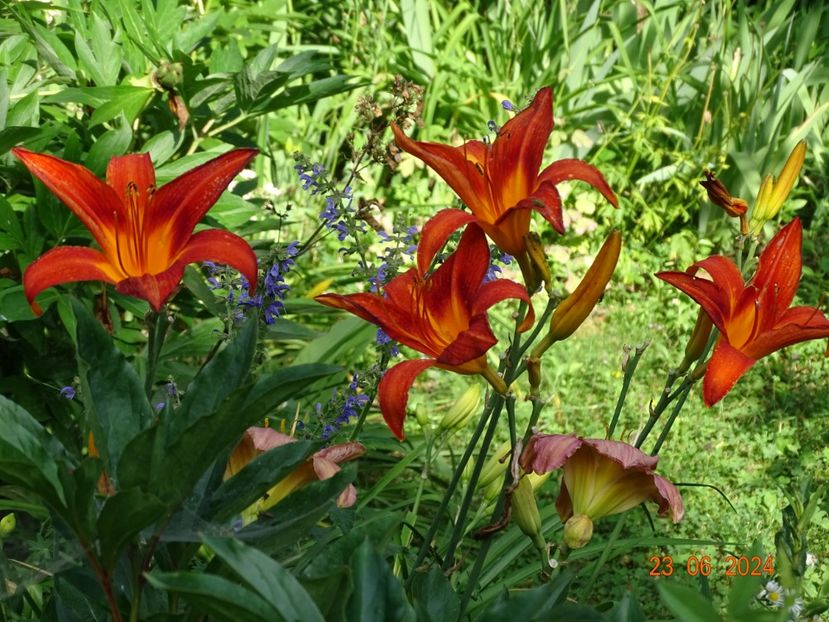 - Hemerocallis 2024