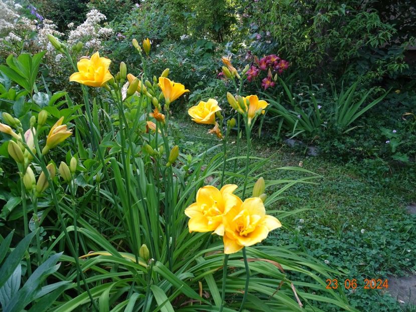  - Hemerocallis 2024