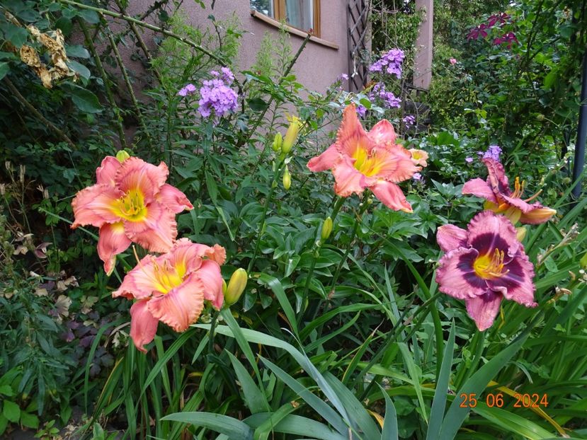  - Hemerocallis 2024