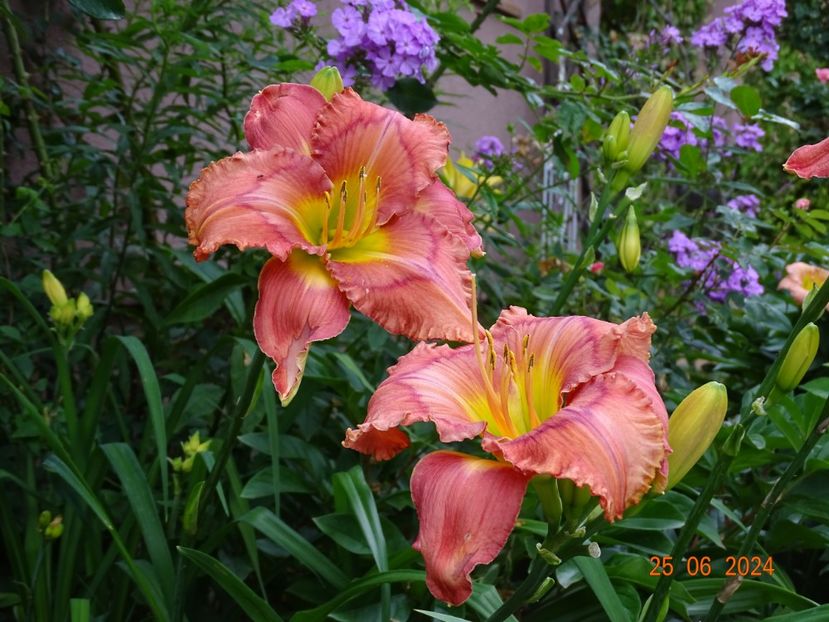  - Hemerocallis 2024